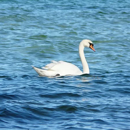 Appartement Auf Ruegen *